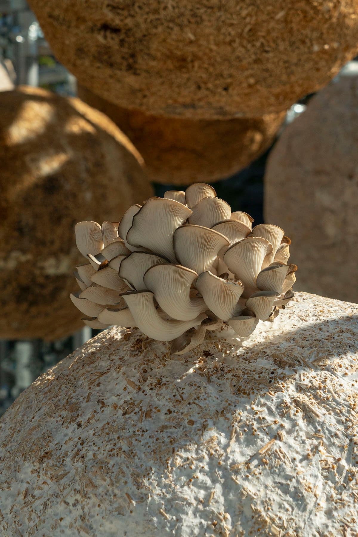 Growing Matter(s) – Bio-Sphere Pavilion, Milan Design Week - Italy