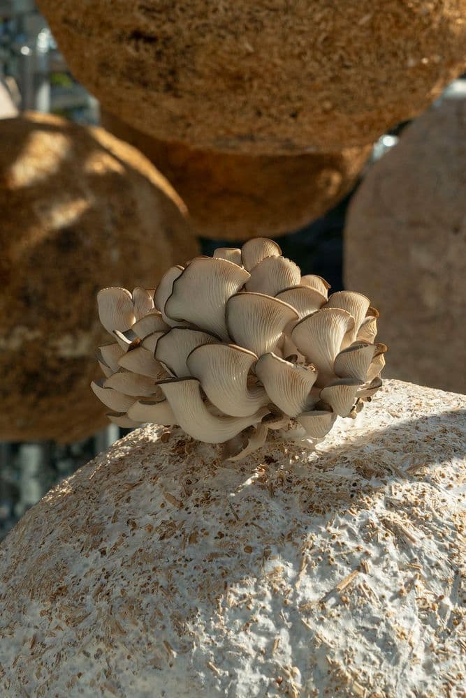 Growing Matter(s) – Bio-Sphere Pavilion, Milan Design Week - Italy
