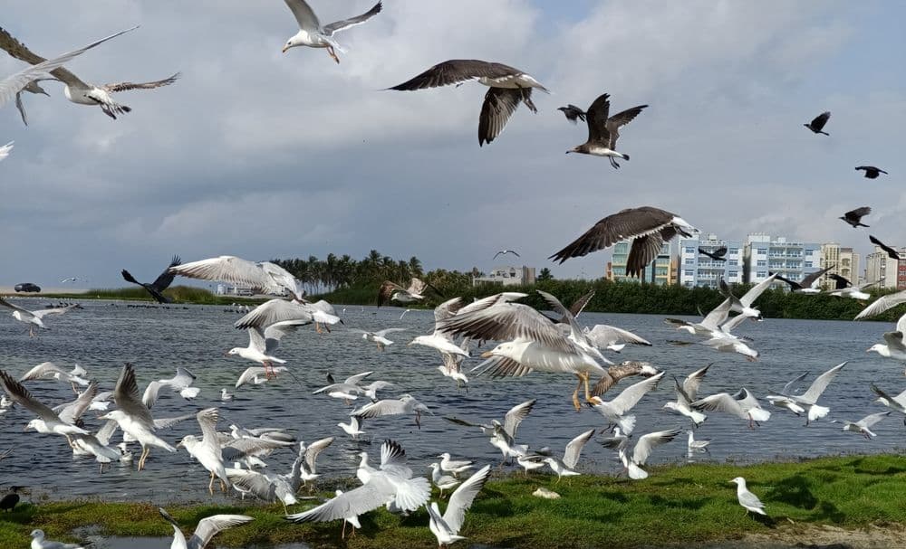 Al Dahariz waterfront in Salalah